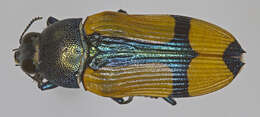 Image of Castiarina