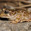 Image of Betic Midwife Toad