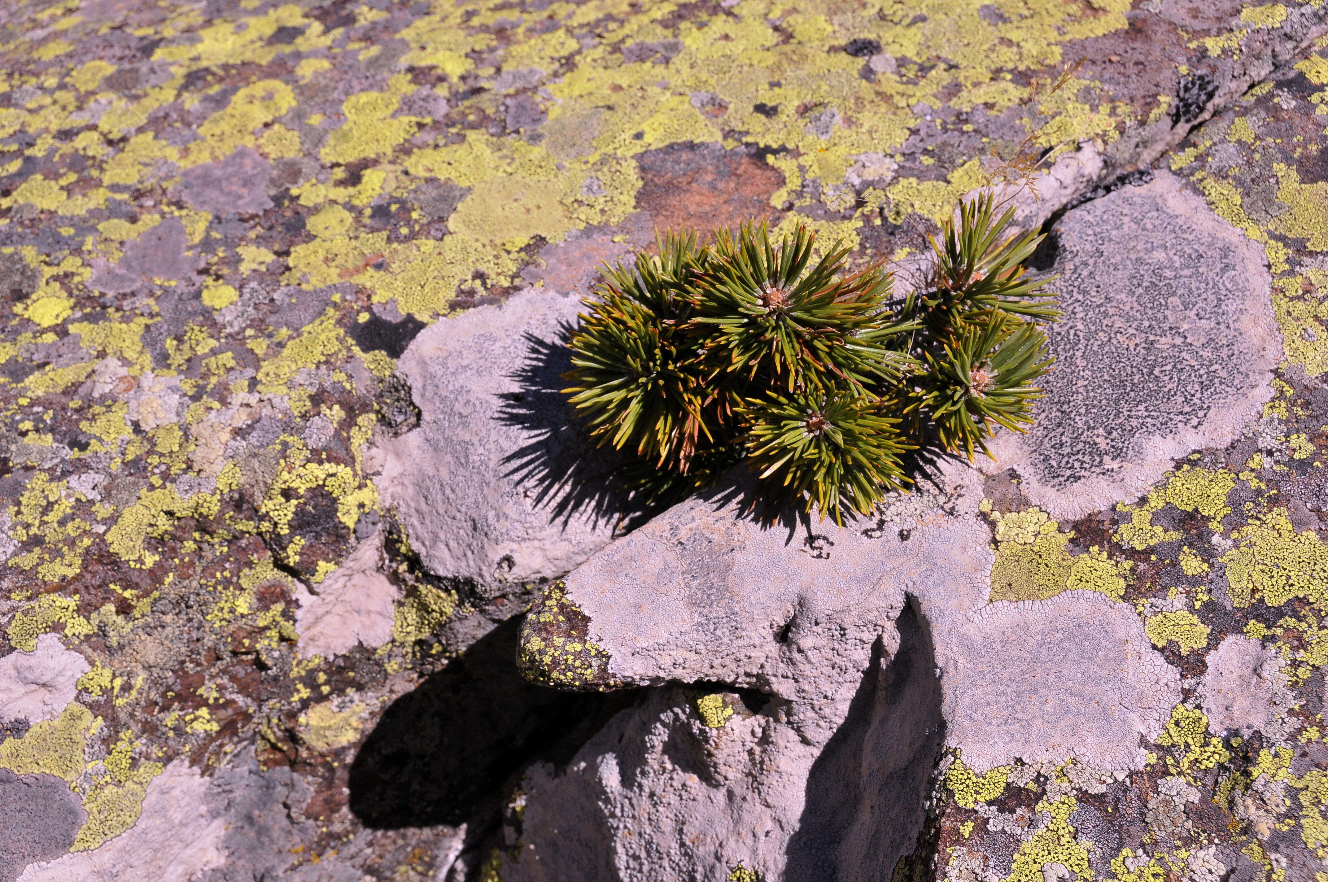 Image of Mountain Pine