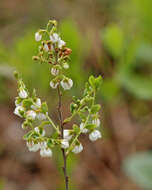 Image of dwarf huckleberry