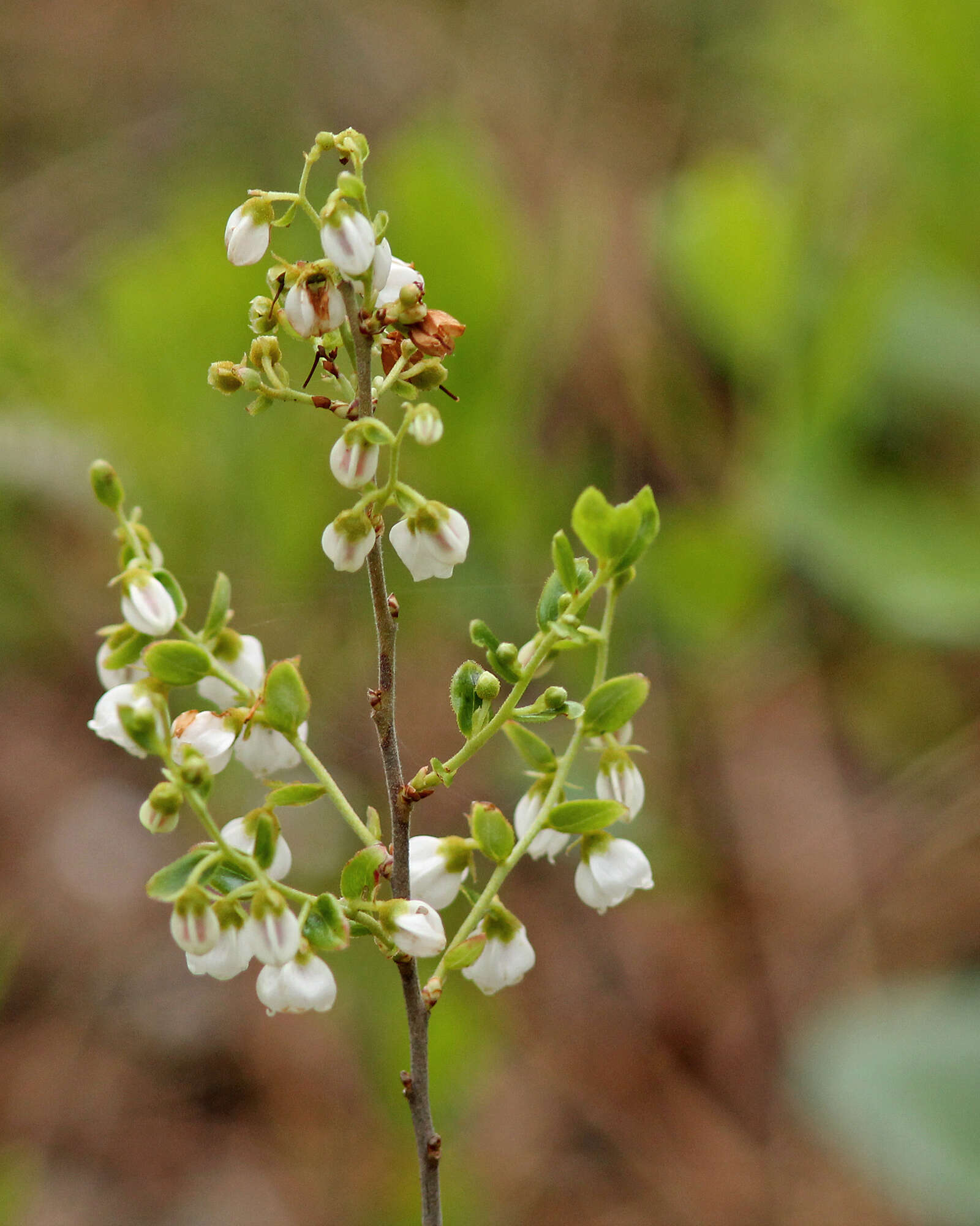 Image of dwarf huckleberry