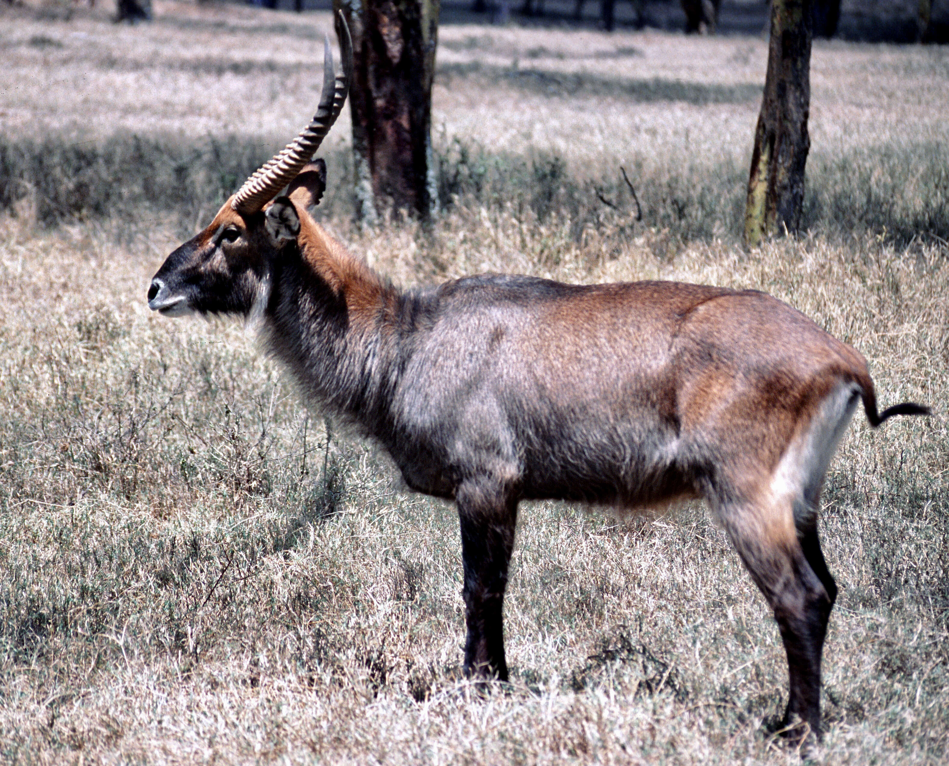 Image of Defassa Waterbuck