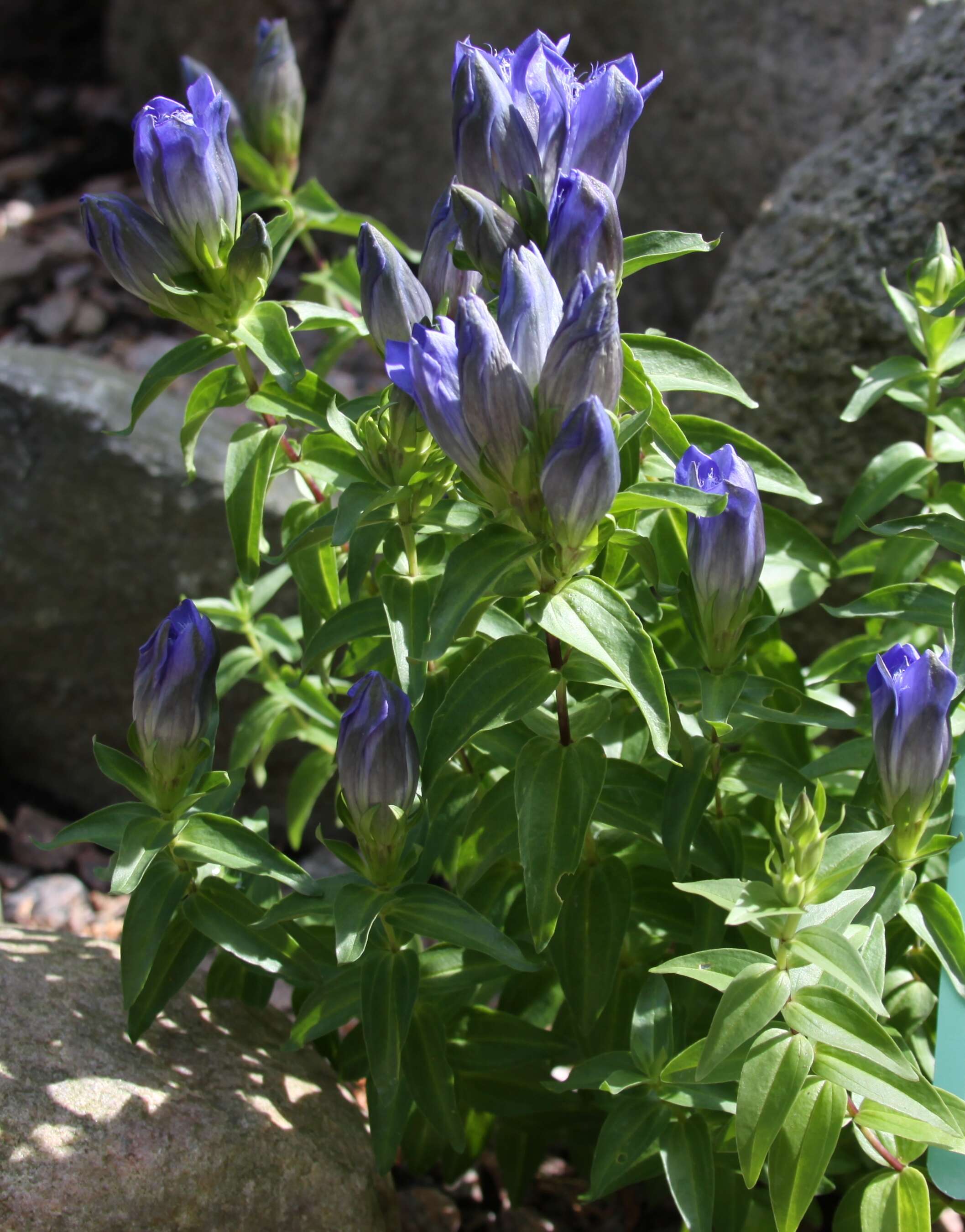 Image of crested gentian