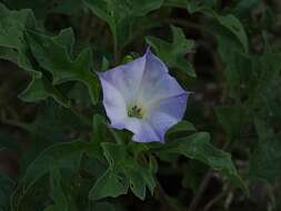 Image de Datura