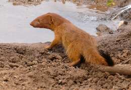 Image of Slender Mongooses