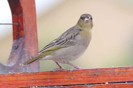 Image of Cape Weaver