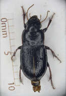 Image of Harpalus