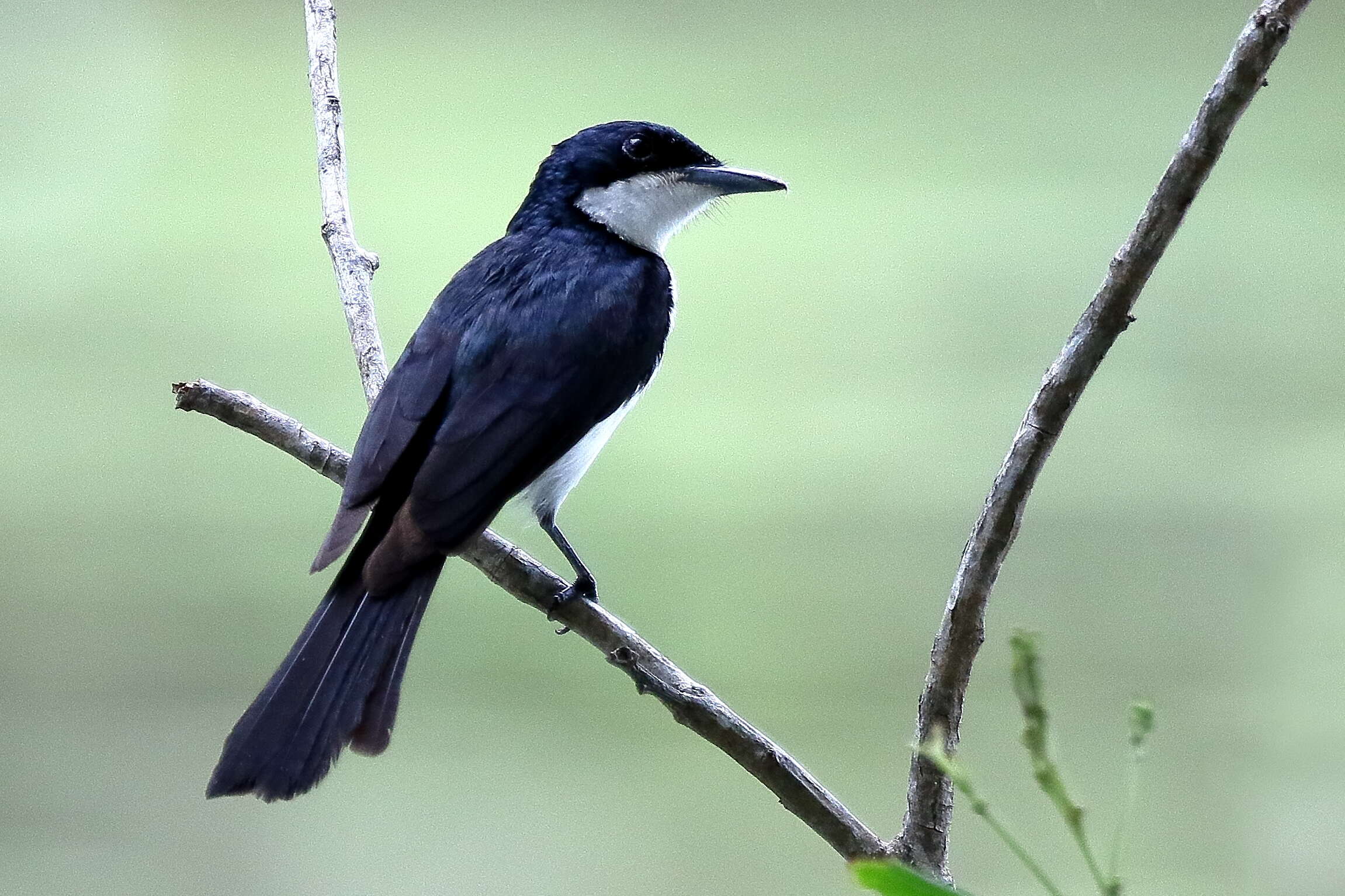 Image of Restless Flycatcher