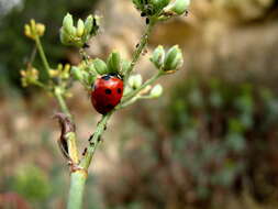 Image of lady beetles