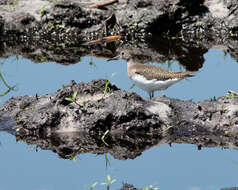 Image of Tringa Linnaeus 1758