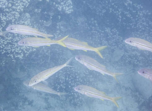 Image of Yellowfin goatfish