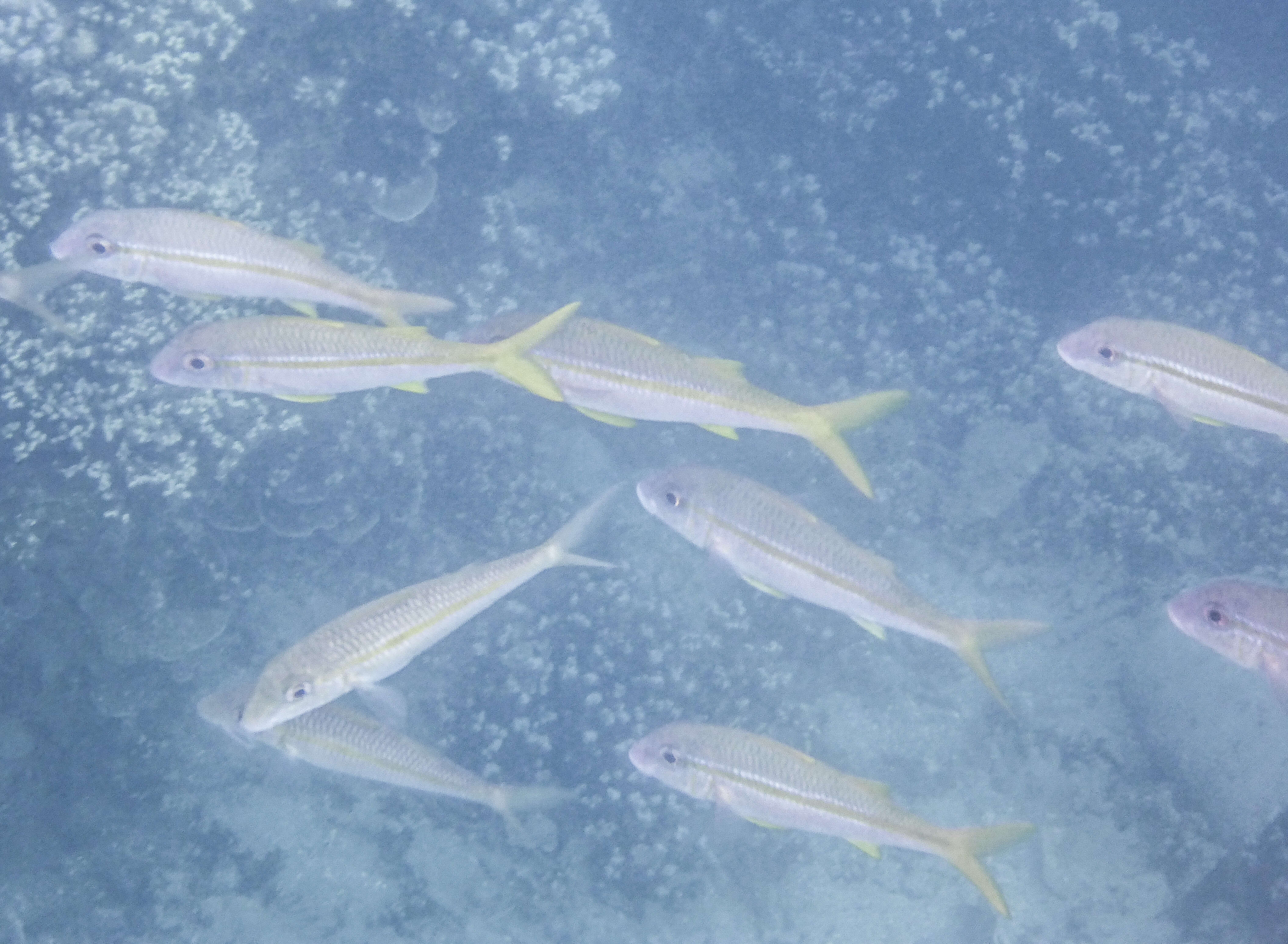 Image of Yellowfin goatfish