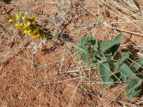 Image of rattlebox