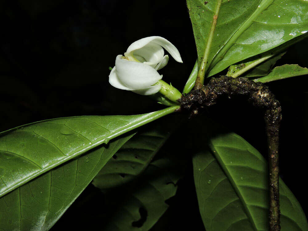 Image of Randia grandifolia (Donn. Sm.) Standl.