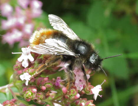 Image of Bumblebees