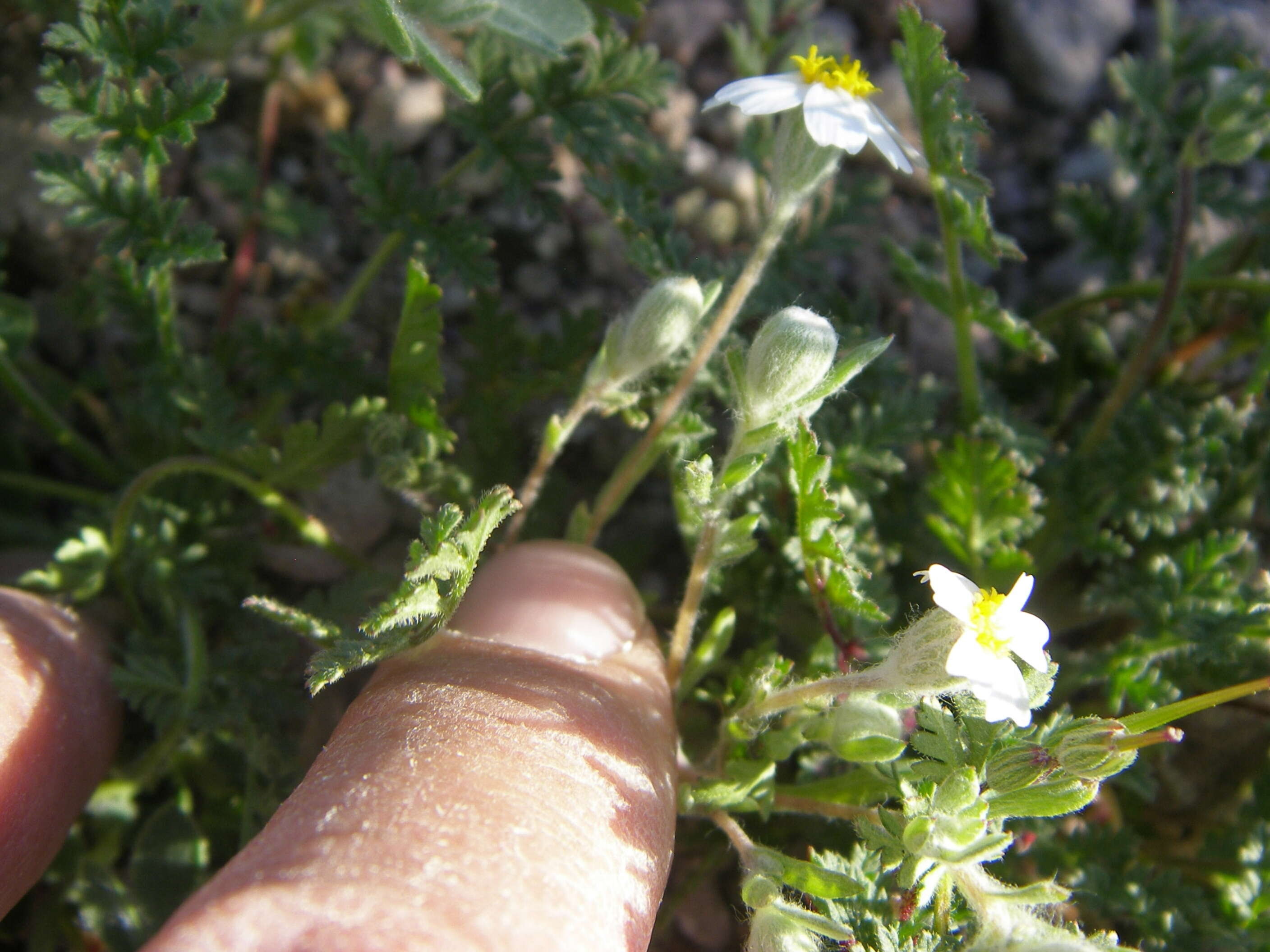 Eriophyllum resmi