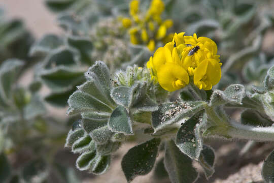 Image of Sea Medick