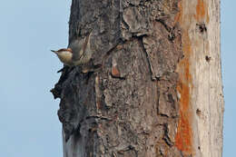 Image of nuthatches and relatives