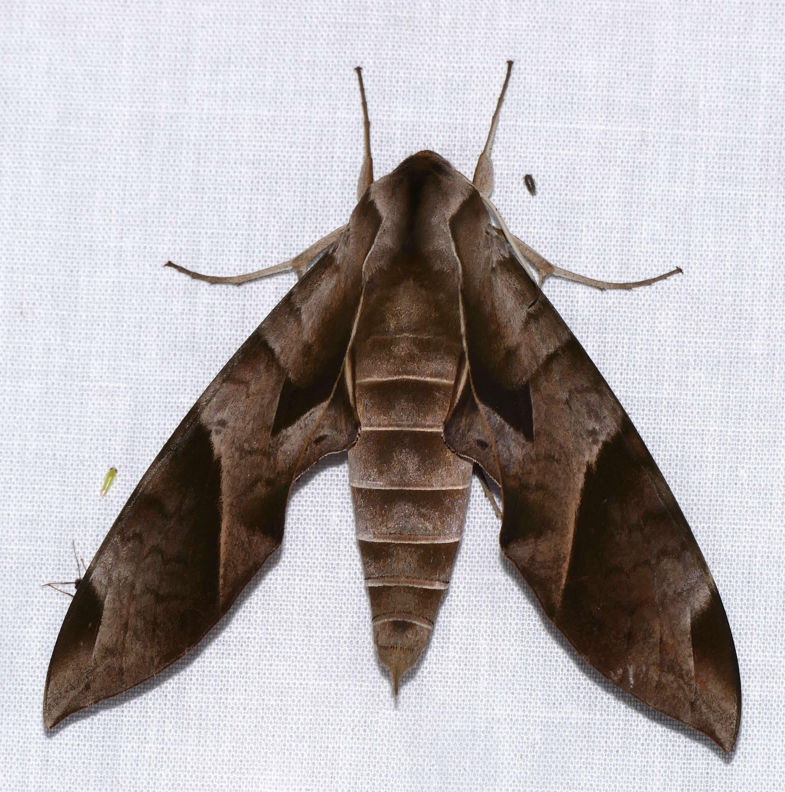 Image of Eumorpha Hübner (1807)