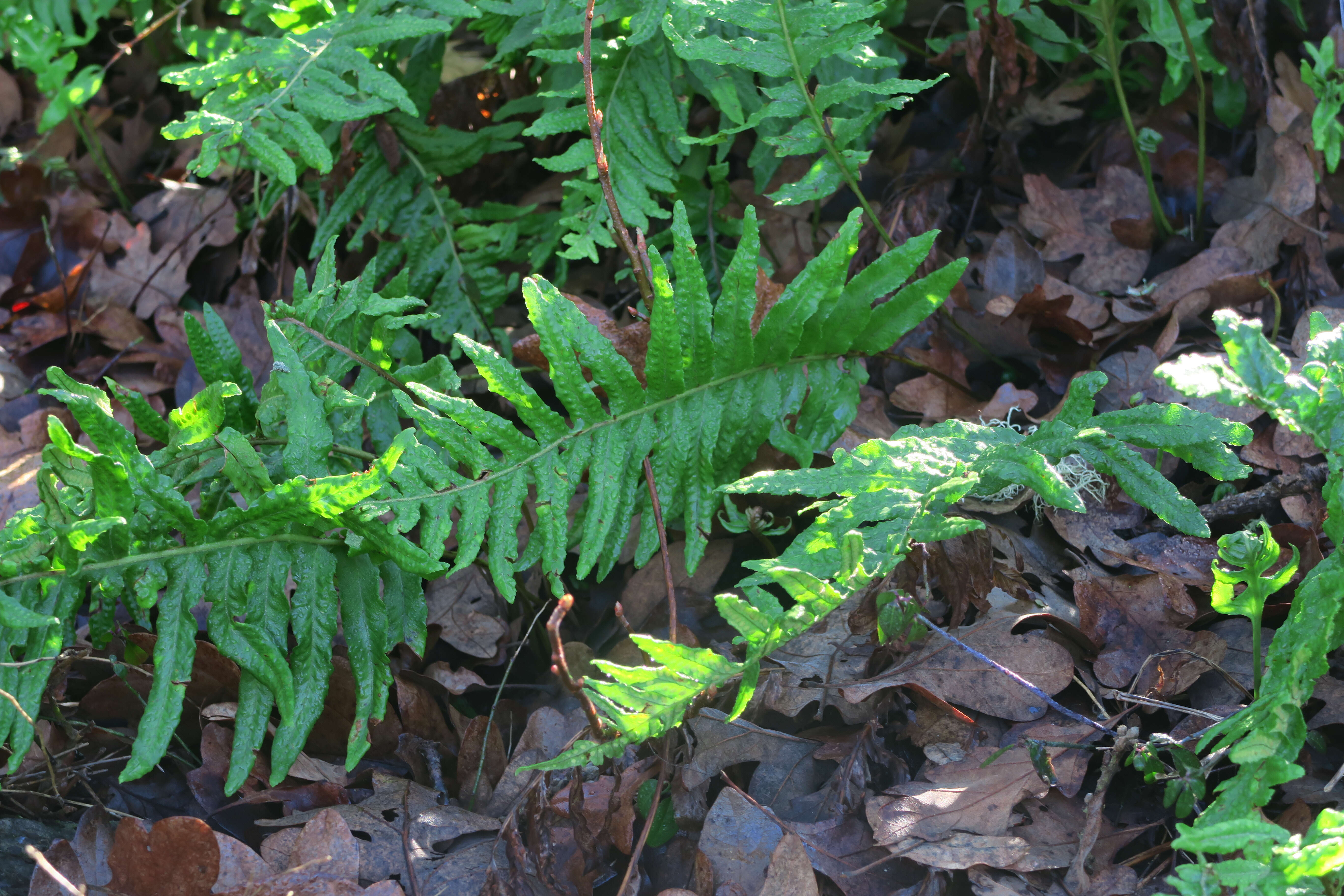 Image of polypody