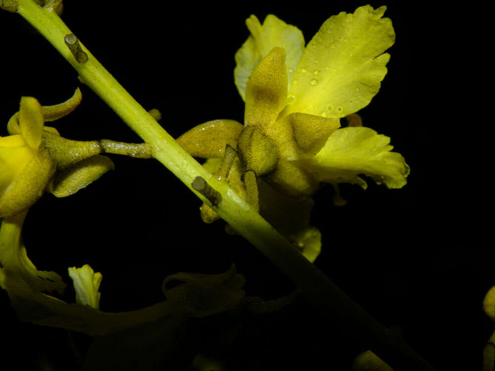 Image of Brazilian firetree