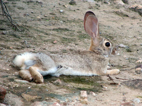 Image of Audubon's Cottontail