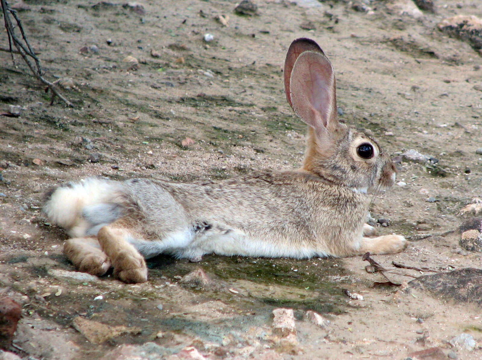 Imagem de Sylvilagus audubonii (Baird 1858)