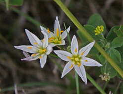 Image of false garlic