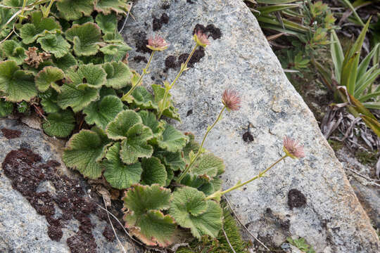 Image of Geum talbotianum W. M. Curtis