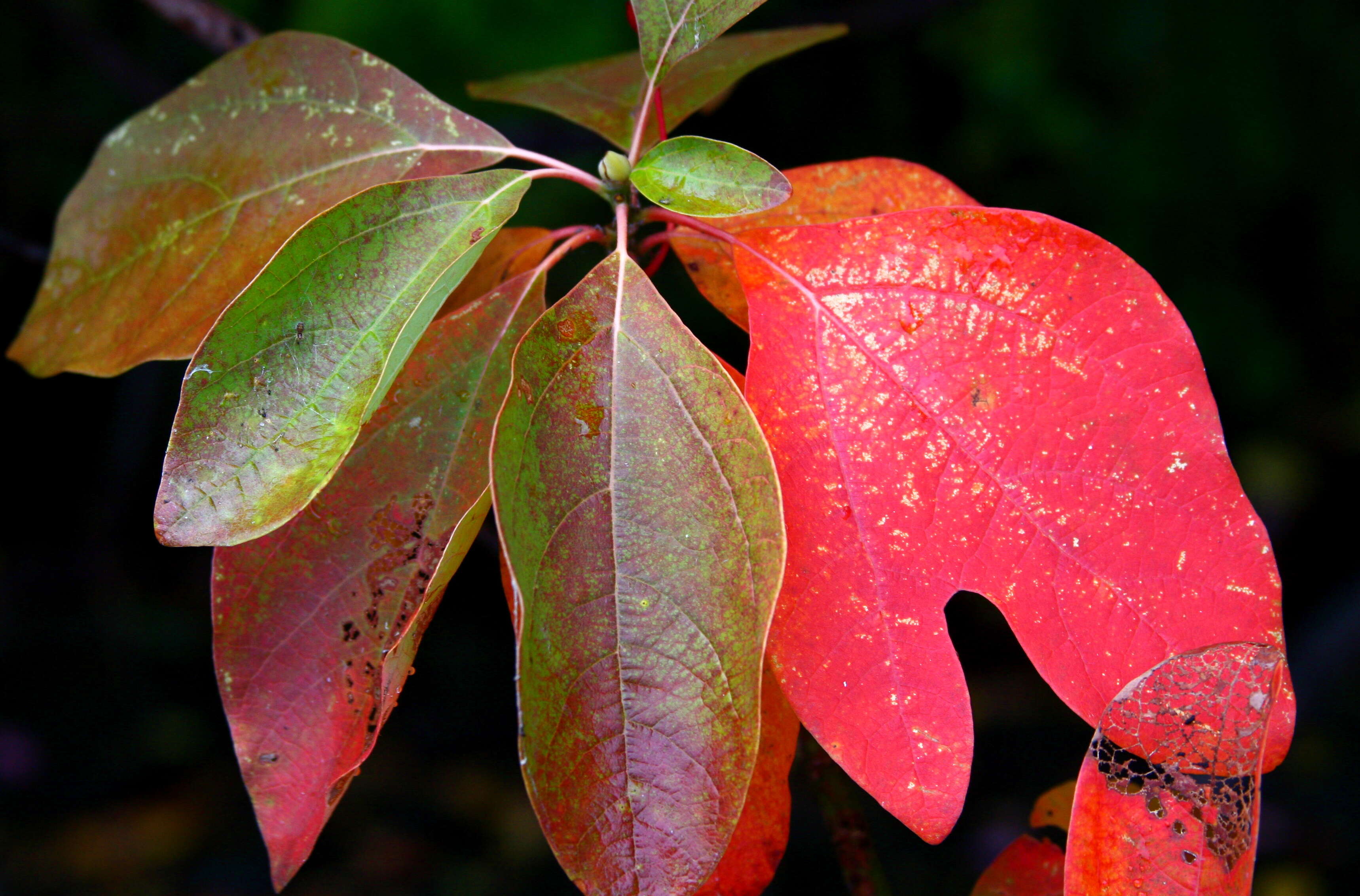 Image of Mitten tree