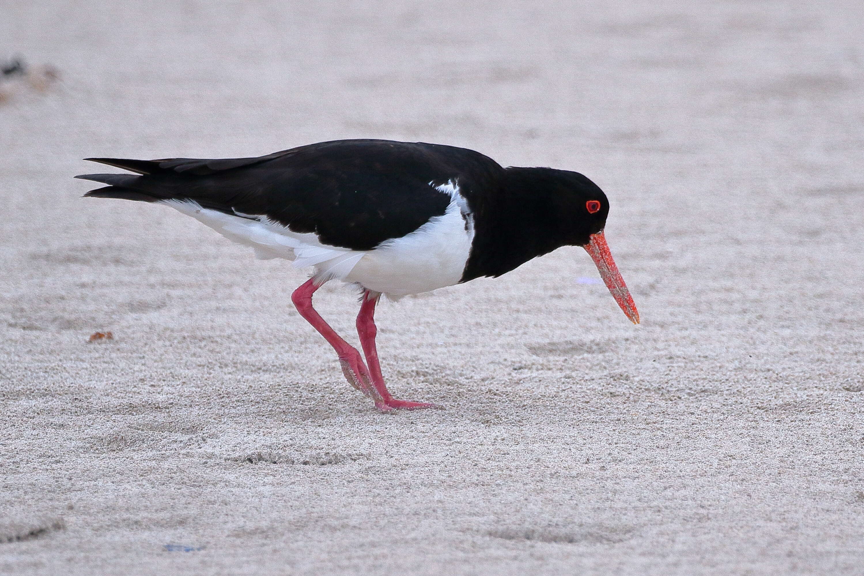 Image of Australian Pied Oystercatcher