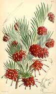 Imagem de Grevillea rosmarinifolia A. Cunn.