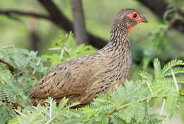 Image of Swainson's Spurfowl