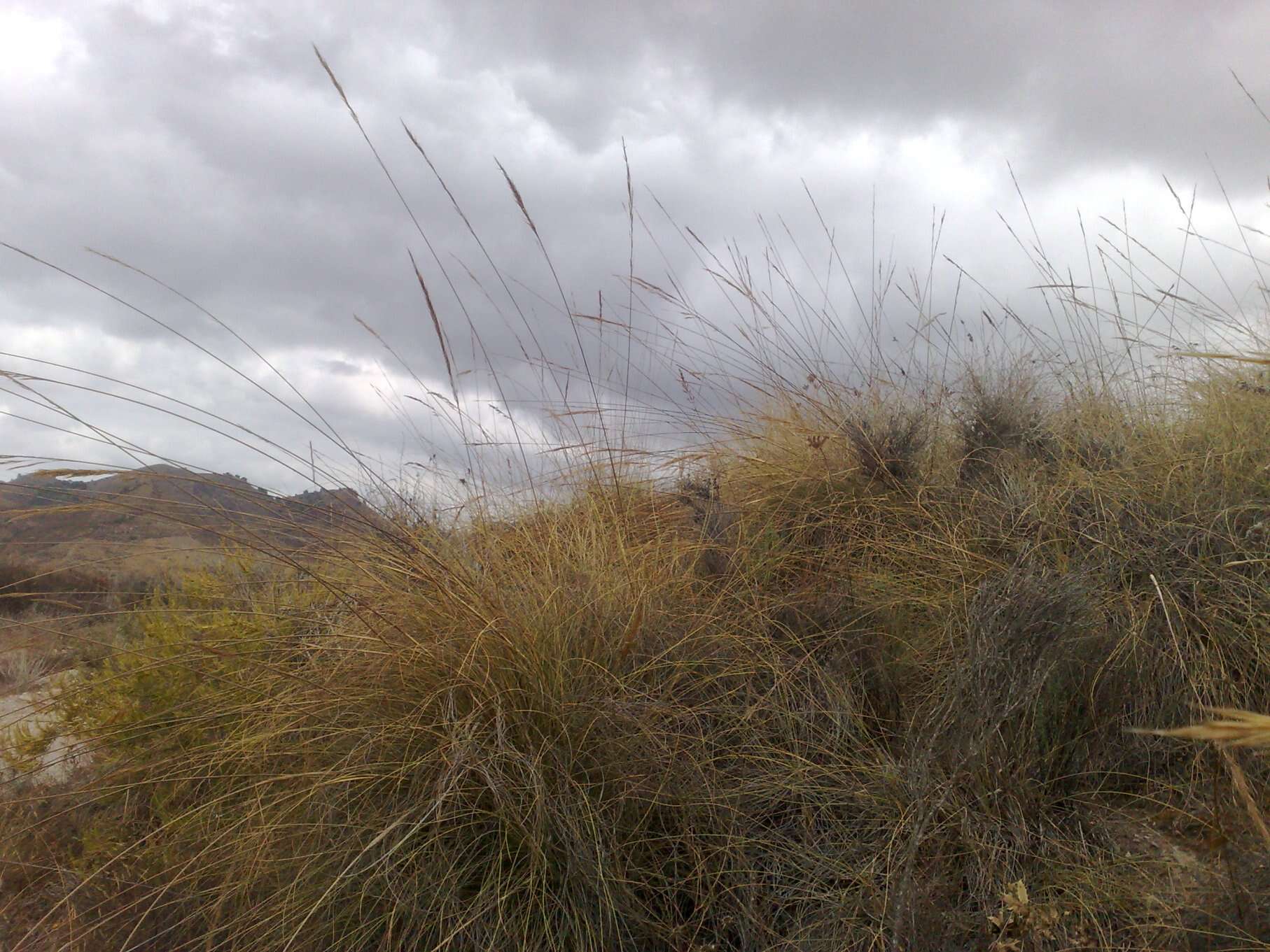 Imagem de Stipa tenacissima L.