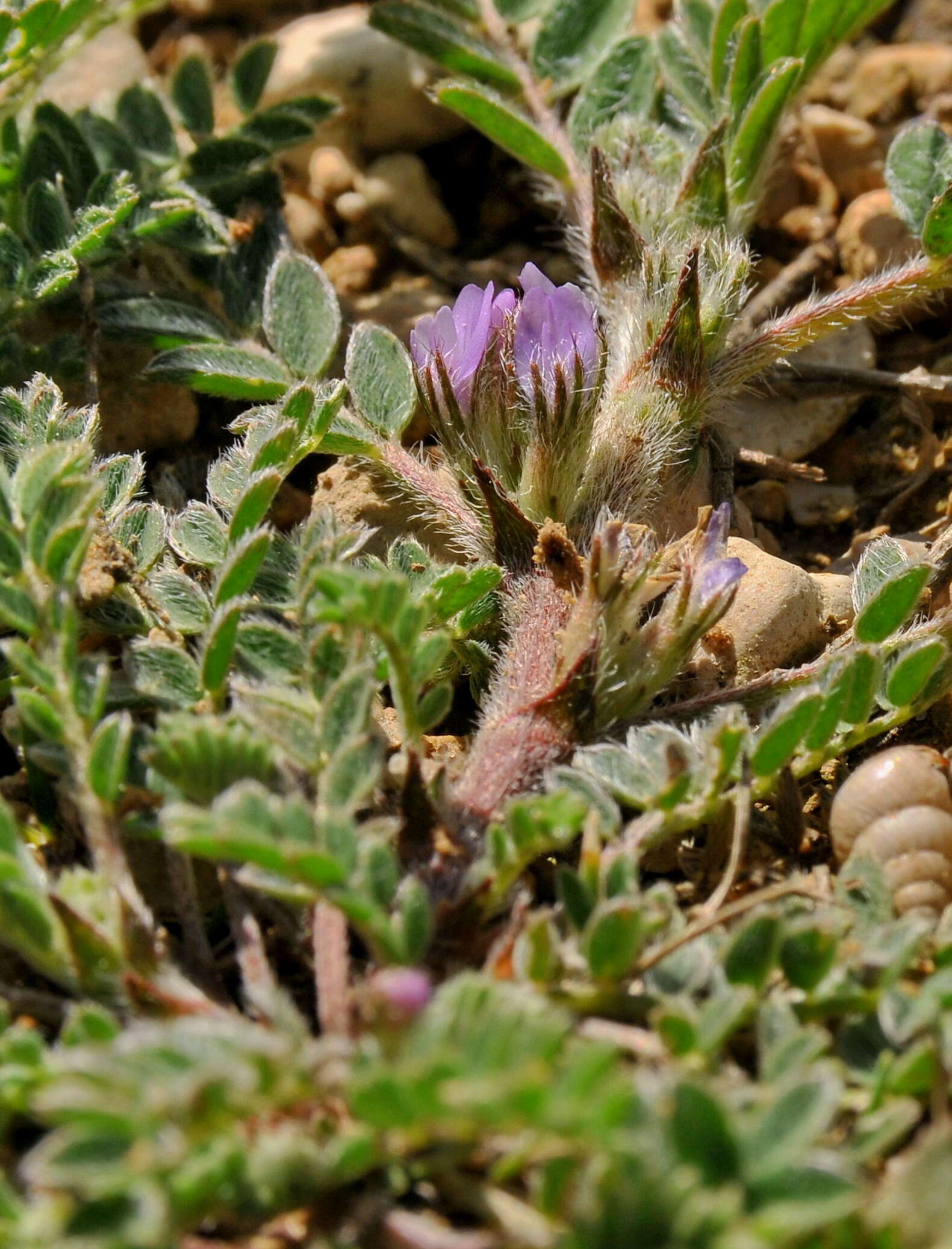 Image of Astragalus sesameus L.