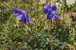 Image of Aquilegia iulia E. Nardi