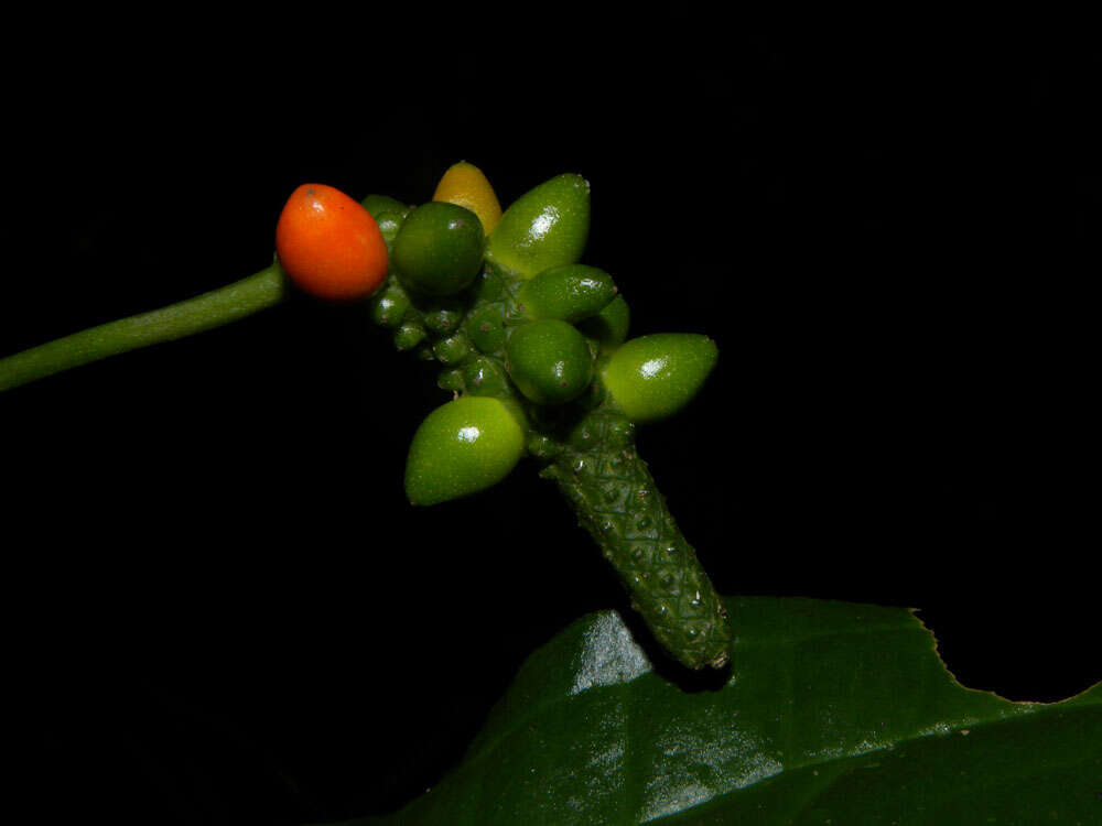 Image of Anthurium flexile Schott