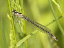 Image of Common Bluetail