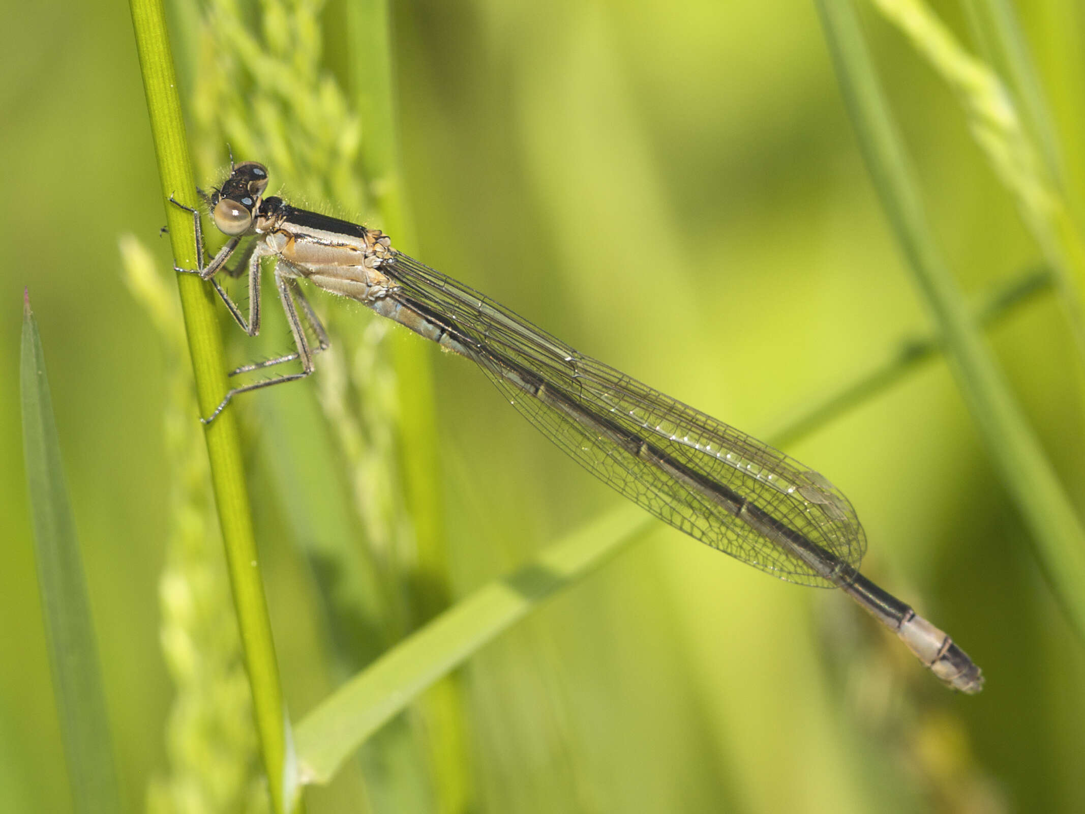 Image of Common Bluetail