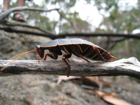 Image of bush cockroach