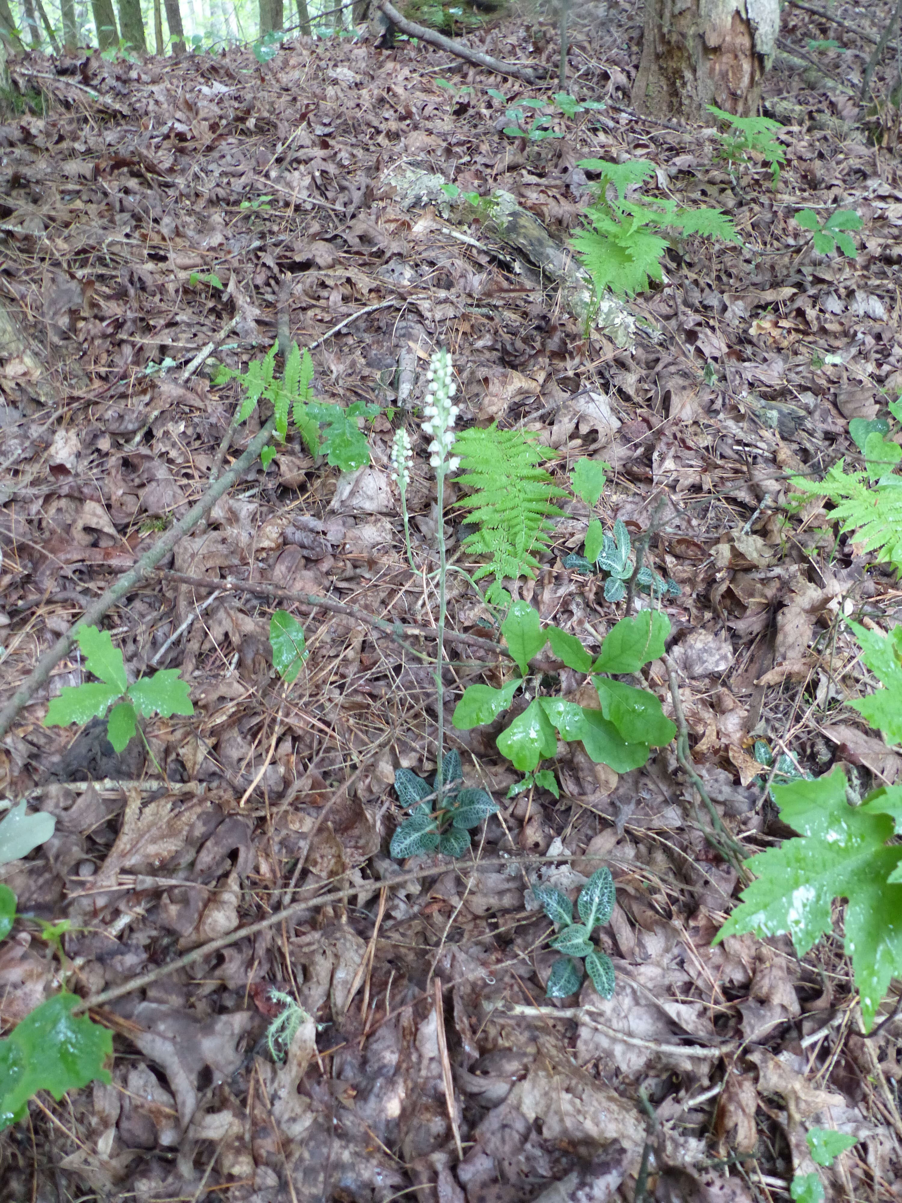 Image de Goodyera pubescens (Willd.) R. Br.