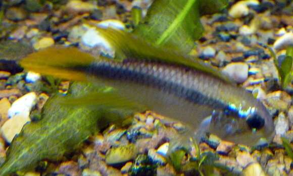 Image of Apistogramma