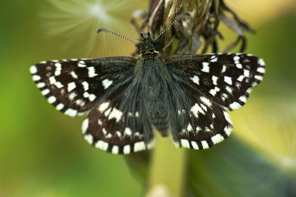 Image of Checkered-Skippers