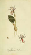 Image of calypso orchid