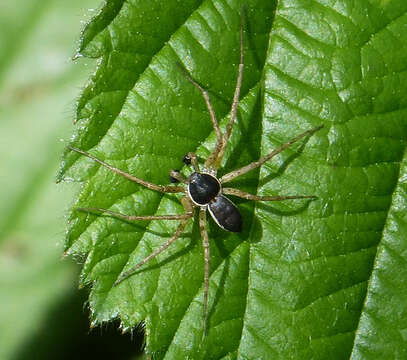 Image of Philodromus