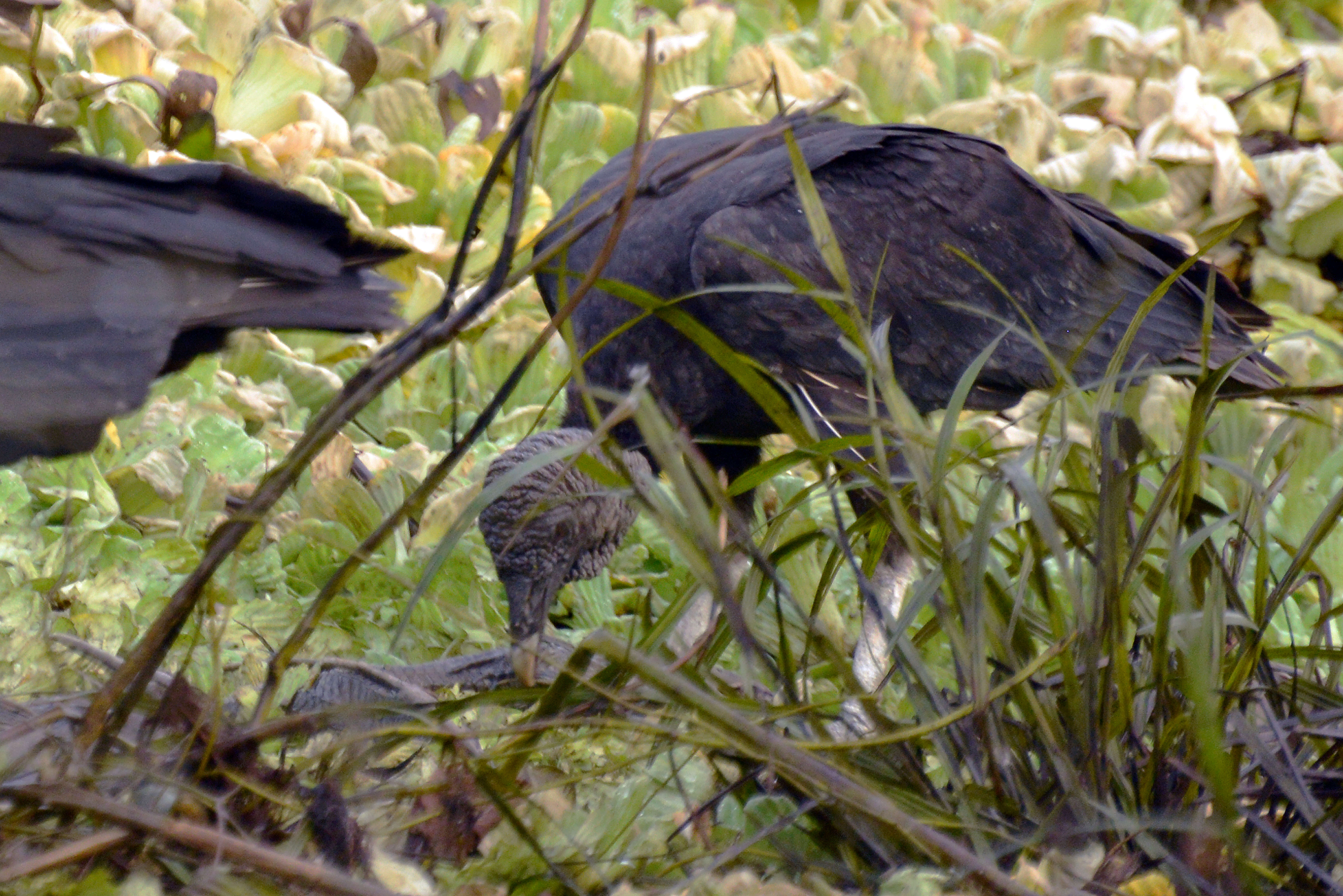 Image of <i>Cathartes atratus</i>