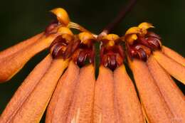 Image de Bulbophyllum mastersianum (Rolfe) J. J. Sm.