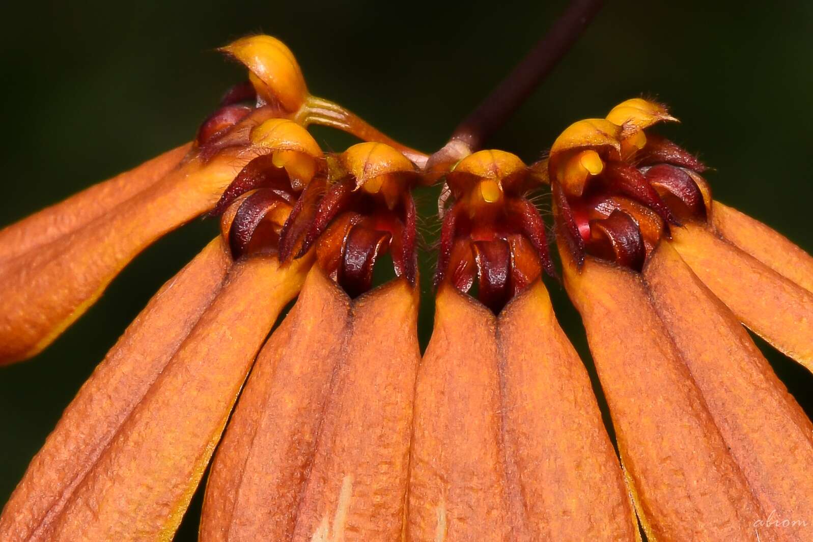 Слика од Bulbophyllum mastersianum (Rolfe) J. J. Sm.