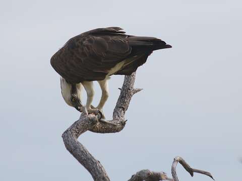 Imagem de Pandion cristatus (Vieillot 1816)