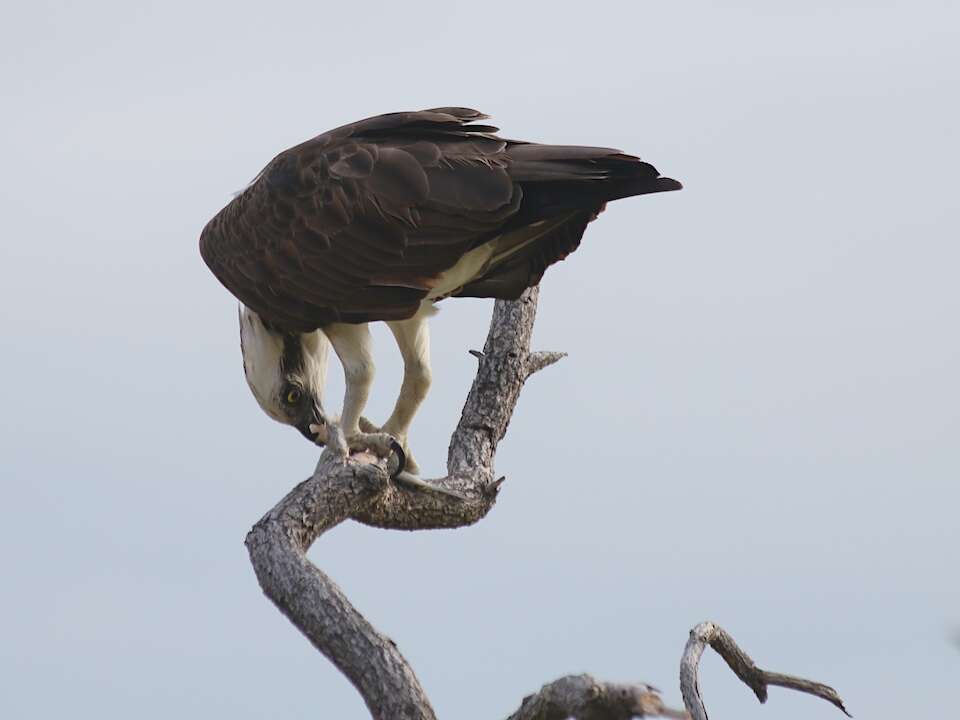 Image of Eastern Osprey